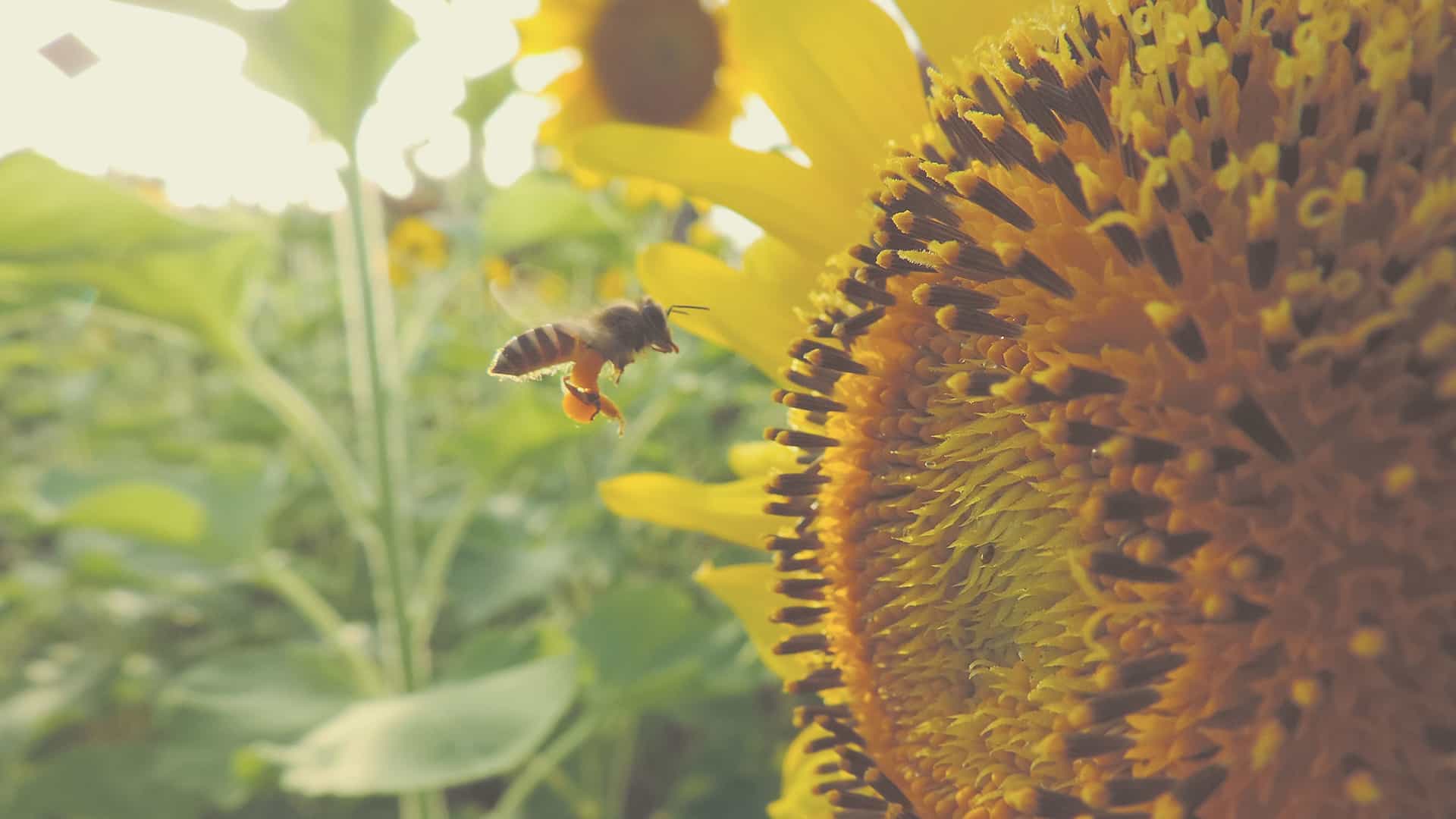 Treat bees as petss