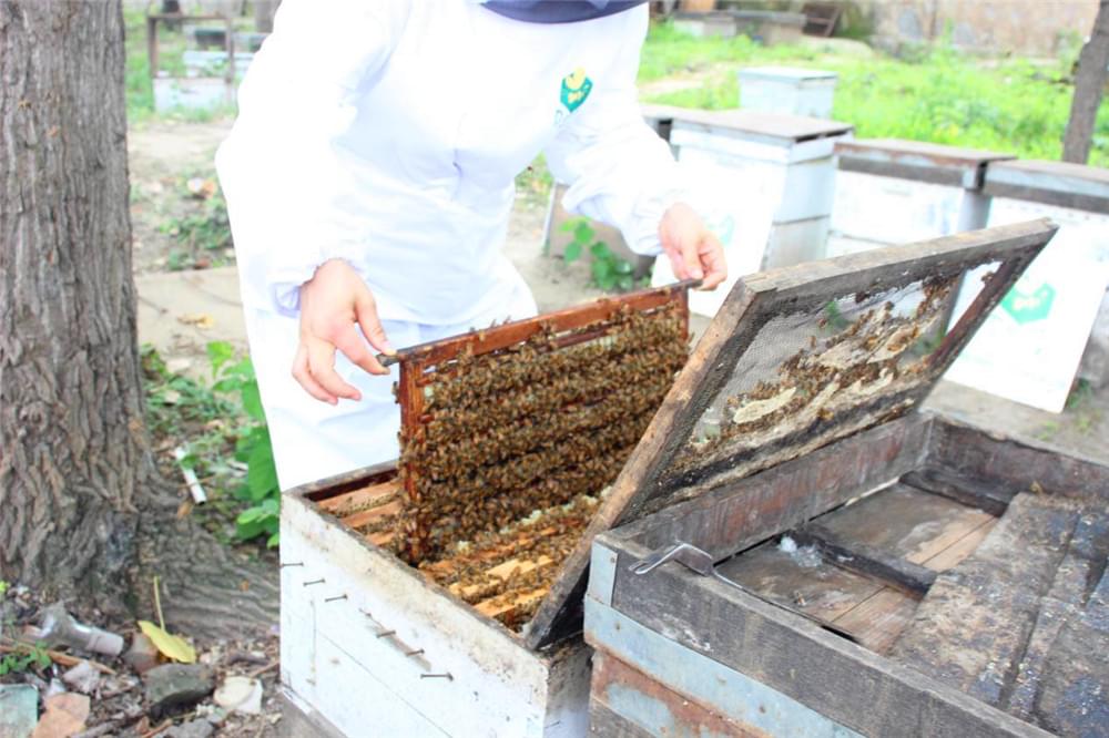 Somos todos apicultores hoje!