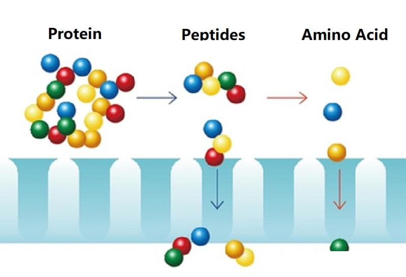 Растительный белок VS Животный белок3