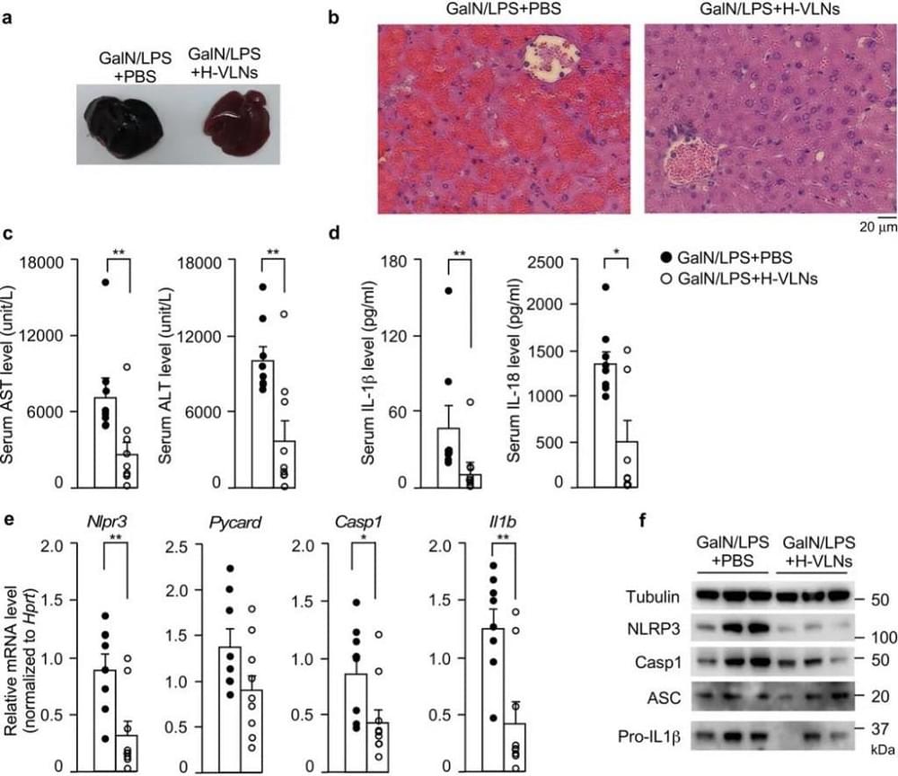Cientistas confirmaram que o mel é anti-inflamatório