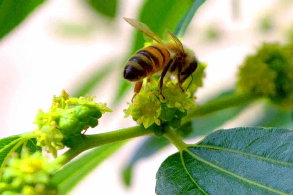 Sidr Honey Harvest Season is Coming！ | Deli Foods ...