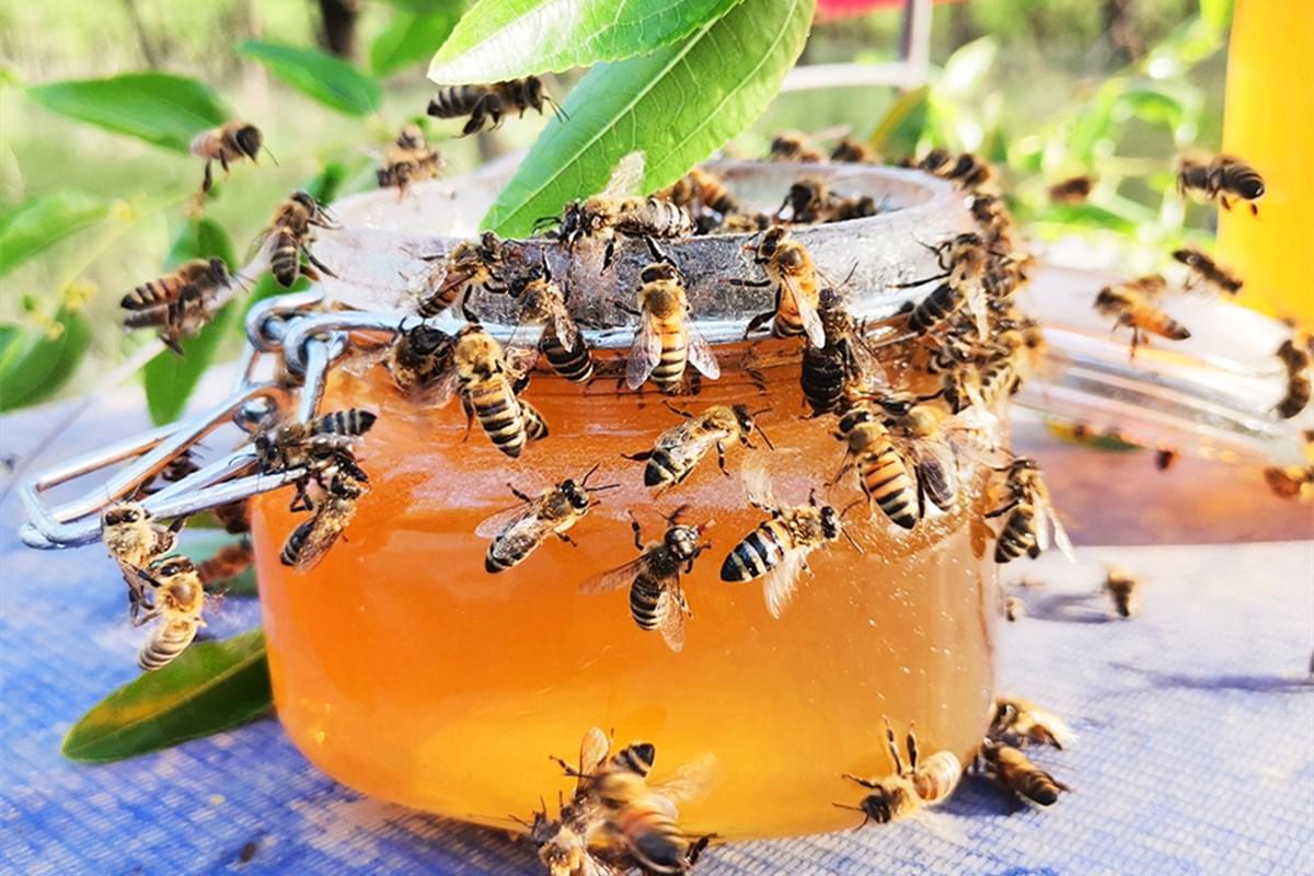 How do Bees Collect Honey?