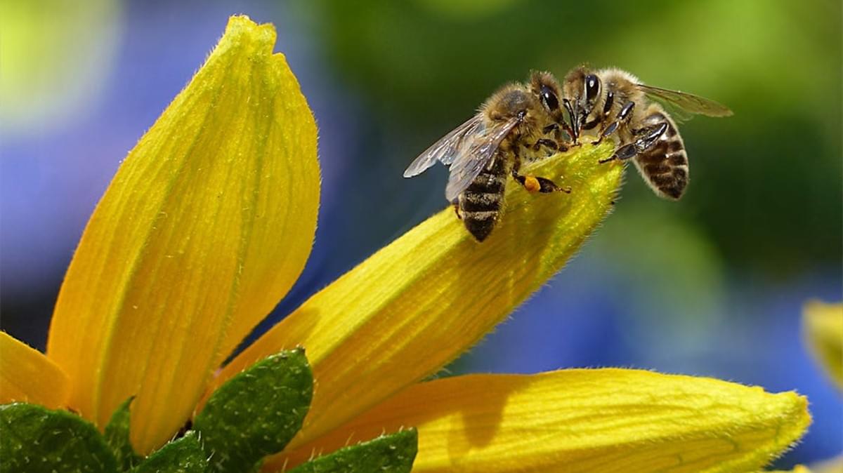 Oriental Chinese Honey Is of Higher Quality than Yemen Honey