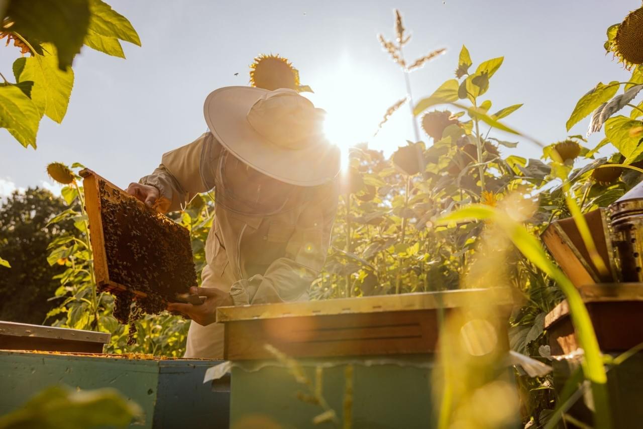 🍯 Discover the Best Time for Honey: A Seasonal Guide