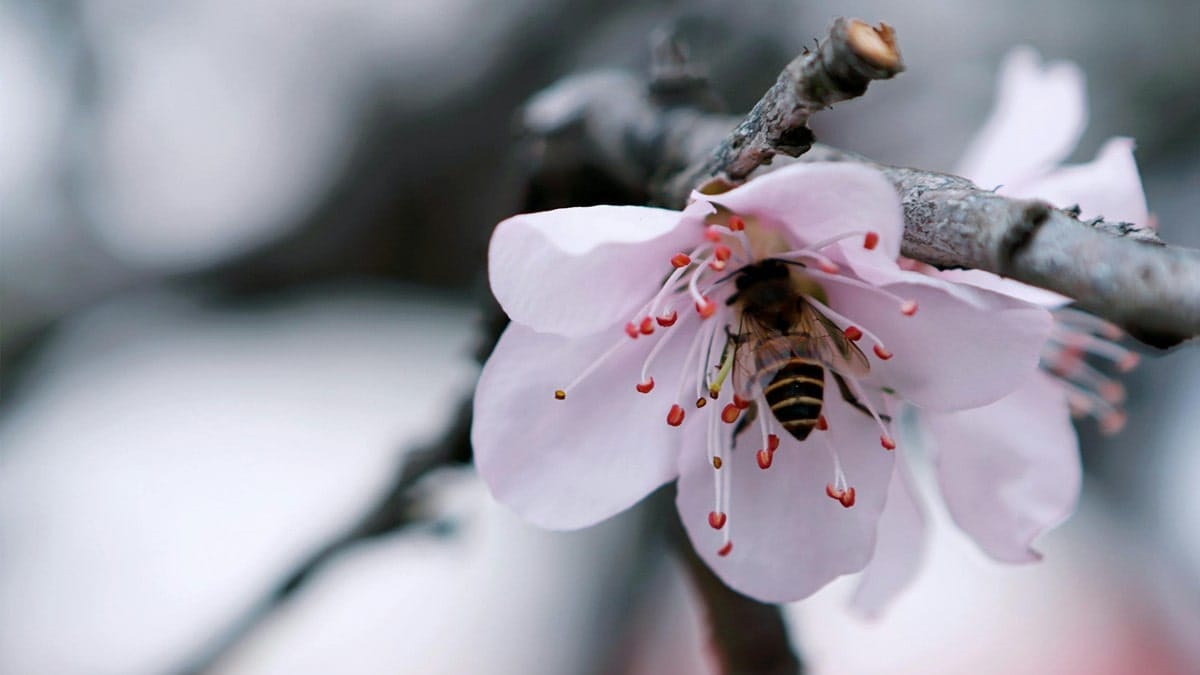 5 Ways Deli Foods Supports Bee Conservation